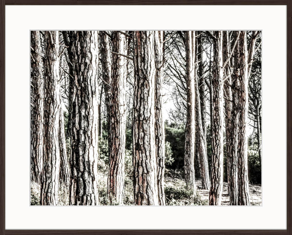 Boschi Serie Boschi - Visual solutions by VISUALAND.it
