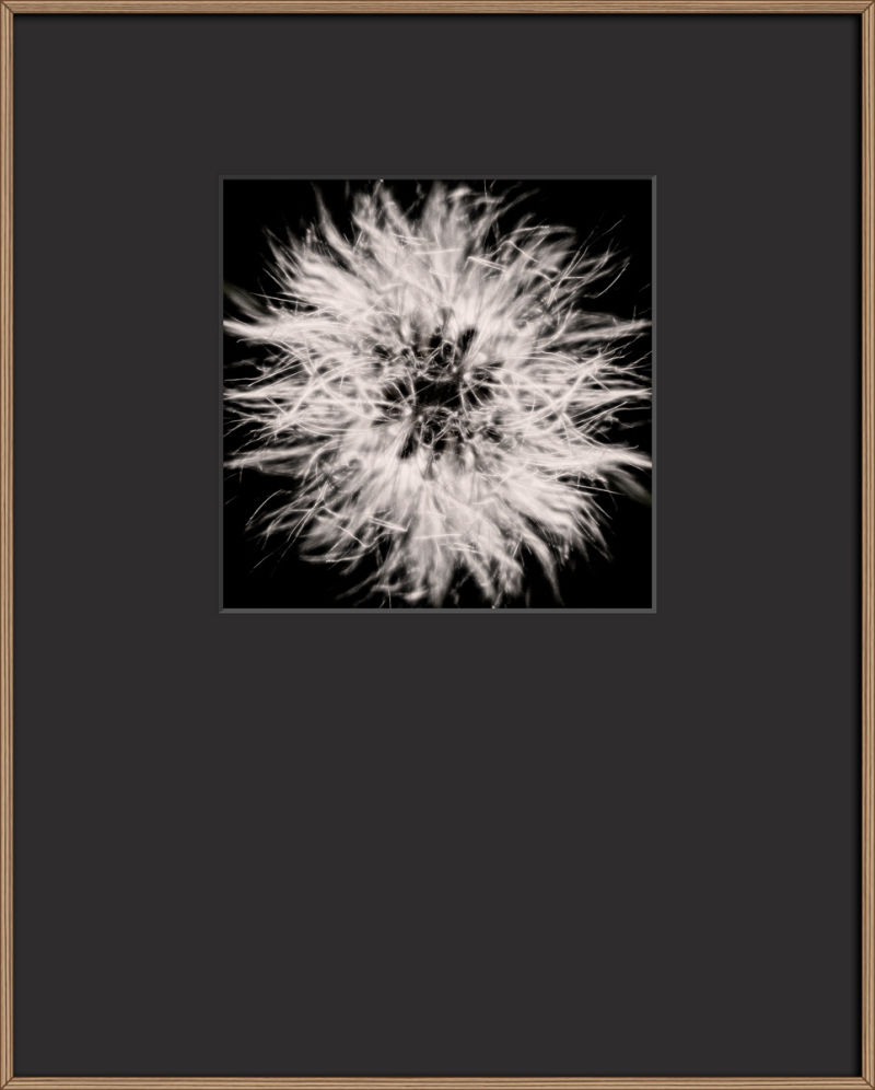 Serie Do Androids Dream of Flowers Serie Do Androids Dream of Flowers - Visual solutions by VISUALAND.it
